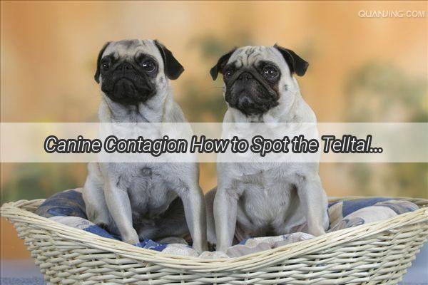 Canine Contagion How to Spot the Telltale Signs of Rabies in Your Furry Friend